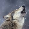 AceWolves 的头像