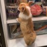 inopon🐈🥺🥐🐈⬛🩵's profile picture