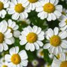 Wildflowerxo profil fotoğrafı
