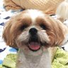 Фото профиля シーズー🐶まめちは舌と歯がでちゃうのよ👅🦷