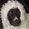 Profilbild von 大风起兮云飞扬