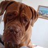 Amor Animalibus's profile picture