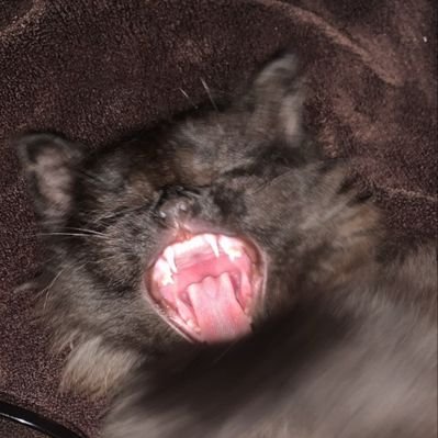 bazmeggeci's profile picture