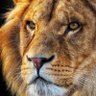 leo_1's profile picture