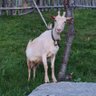 Ben Schitz's profile picture