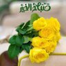 نجم حالم profil fotoğrafı
