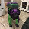 element's profile picture