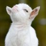 Profilbild von Goat-L