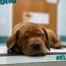 Фото профиля Kilgore's Labrador Retrievers