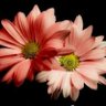 Sumedh Bansod's profile picture