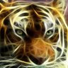 rocky49's profile picture
