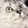 Jacobi Qi profil fotoğrafı