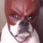 Profilbild von Hehe dog