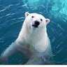 santa white bear (พี่หมีขาว) ชอบนวดน้ำมัน profil fotoğrafı