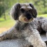 Faye Faye's profile picture
