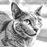 シュレーディンガー profil fotoğrafı