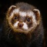 Ferret profil fotoğrafı