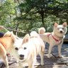 🐾すきすき焼き🐾 profil fotoğrafı