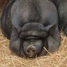 goob's profile picture
