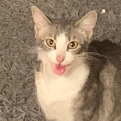 cosmohotdog's profile picture