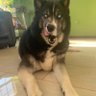 Wilford profil fotoğrafı