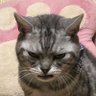 しげる（猫の下僕）'s profile picture