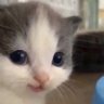 学习中的猫分子🐱Meowist 的头像
