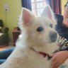 FOMO Doge's profile picture