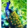 um-abady's profile picture