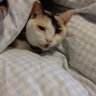 雷エネルギー 的头像
