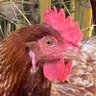 ChickenLady's profile picture