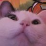 Profilbild von TLL