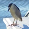 The Night Heron 🇺🇸 Follow The Heron Today's profile picture