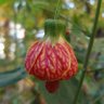 SerenaAbutilon's profile picture