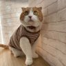 きなじゅん 的头像