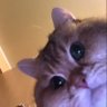una chika de ahí 💕✨ profil fotoğrafı