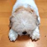 ぬっく profil fotoğrafı