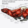 Muscle Otter 的头像