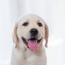 crypted Labrador 的头像