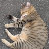 やぁまん profil fotoğrafı