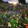 جزل المعاني profil fotoğrafı