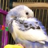 みにゃづき profil fotoğrafı