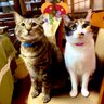Фото профиля 拡張型心筋症のサバカナー