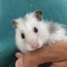 ハムス太パパ profil fotoğrafı