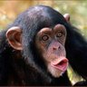 Profilbild von Reg Monkey🐵
