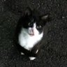 ちっぴー's profile picture