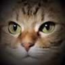 🐾ねこたま🐾🐱's profile picture