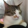 パパにゃん(赤帽リアンズ)'s profile picture