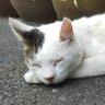 ごましお🌸 的头像