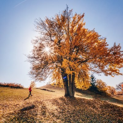 sonerkara08's profile picture